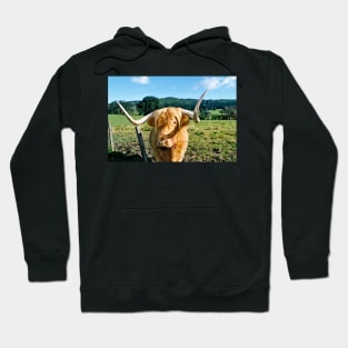 Scottish Highland cow Hoodie